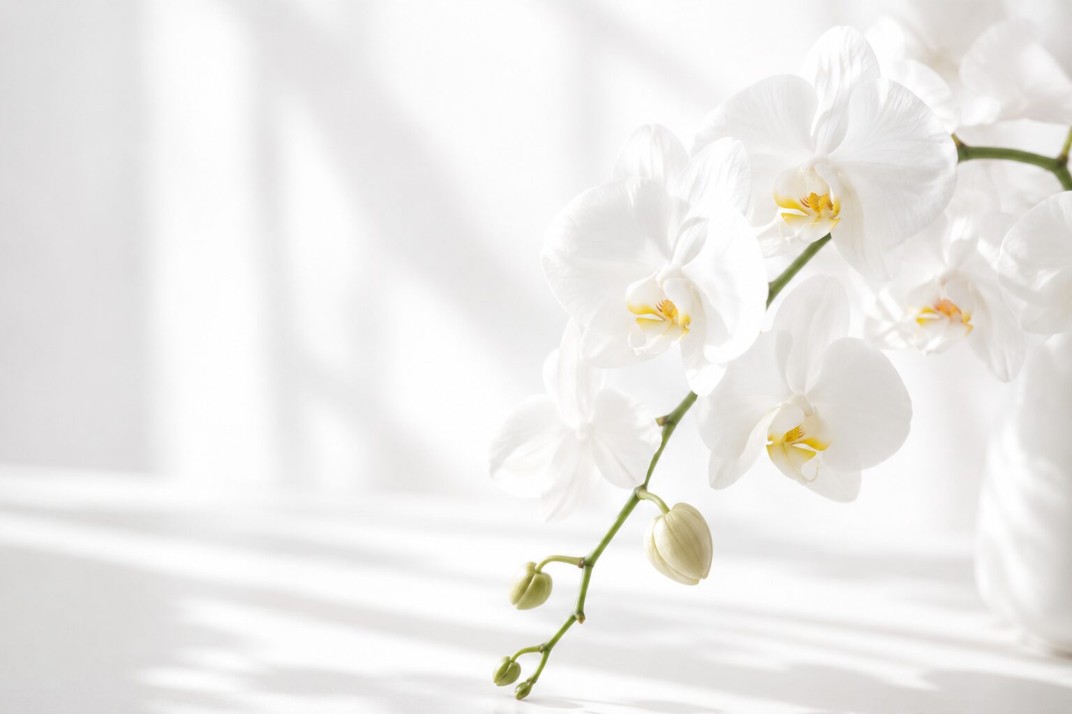 A white orchid in soft natural light